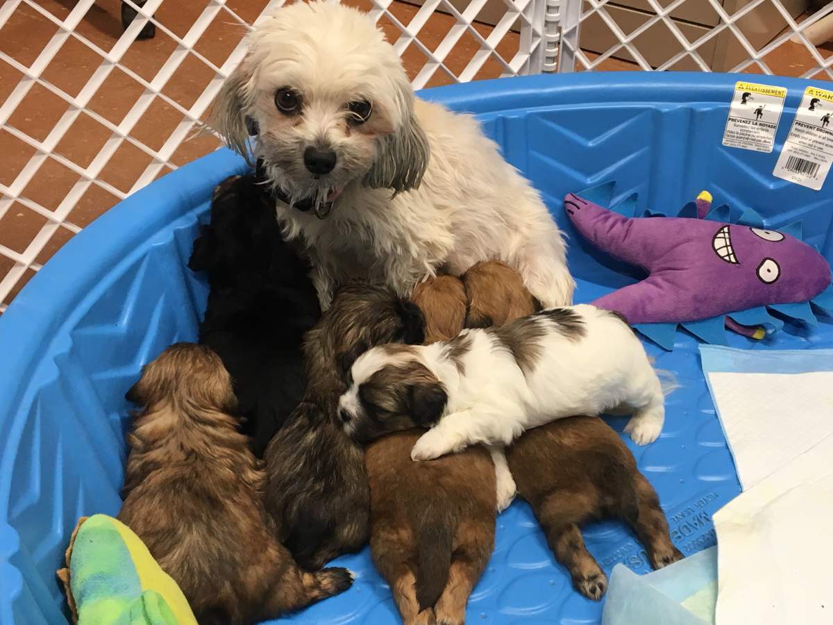 Among the animals surrendered was a nursing mother and her six puppies.