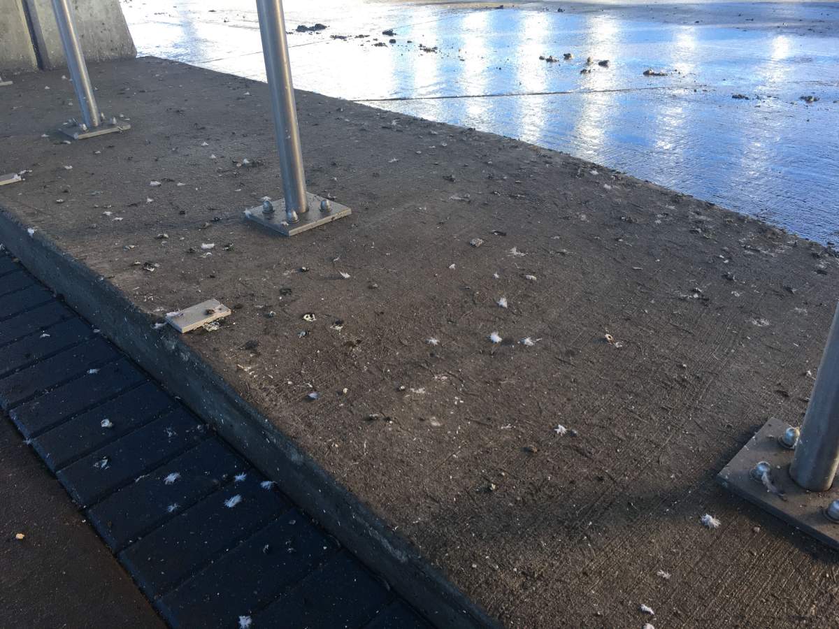Winnipeg\’s transit union says they\’re looking into the issue of pigeon droppings all over Osborne Station.