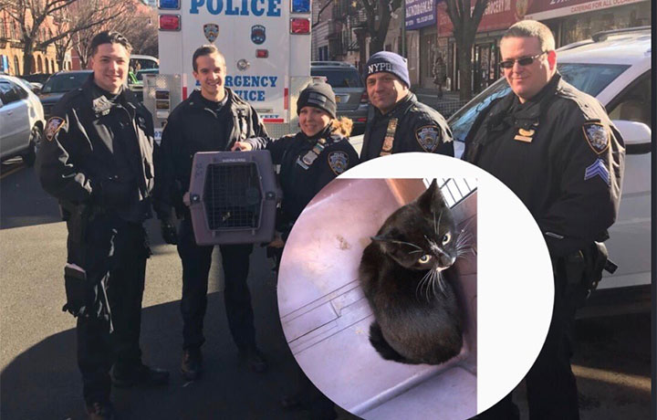 NYPD 101st Precinct on X: Who wants to take this feline home? Not Police  Officer Andreani lol but the cat needs a purrrfect home..   / X