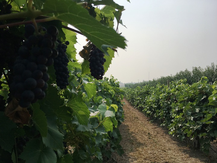 The provincial government says farm workers who hand harvest certain crops in B.C. will be getting a wage increase, starting New Year’s Day. The crops include apples, grapes and cherries.