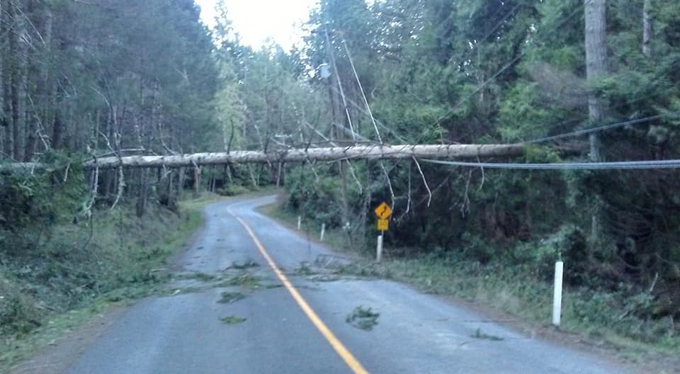 Damage on Pender Island. Taken Thursday, Dec. 20. Melody Pender / Pender Island Forum