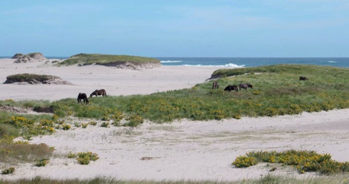 Hurricane Fiona: Sable Island horses likely to come under swipe of fierce storm