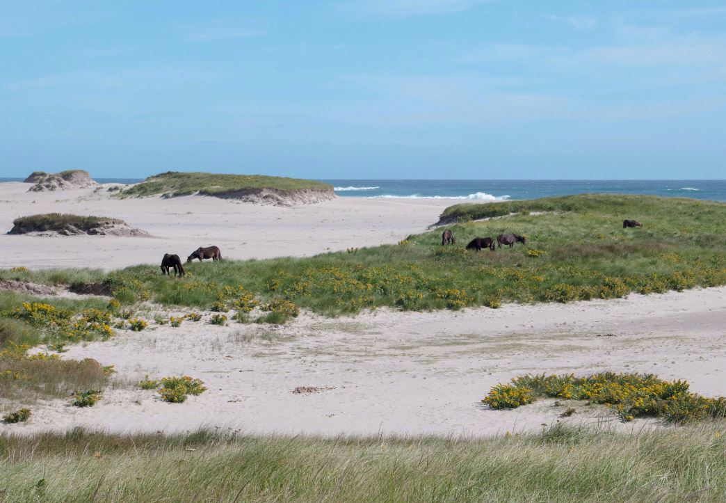 Horses stand in the distance on the sands of Sable Island
