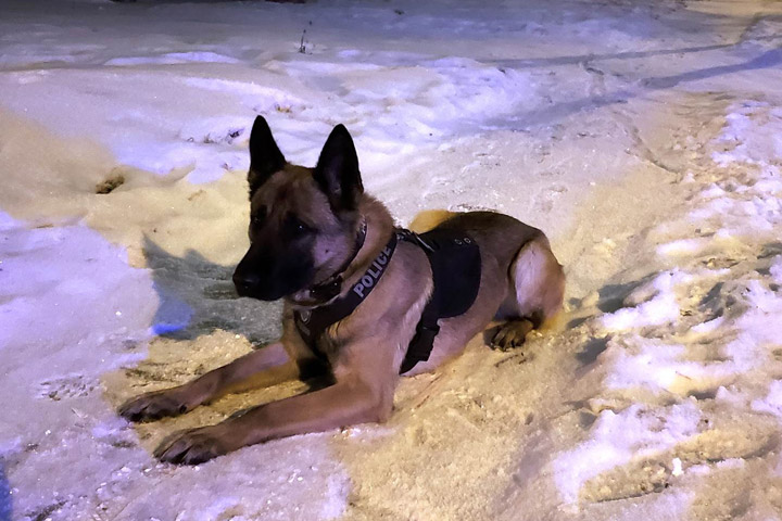 Police dog Loki tracked two break and enter suspects in a two-hour period Thursday morning in Saskatoon.