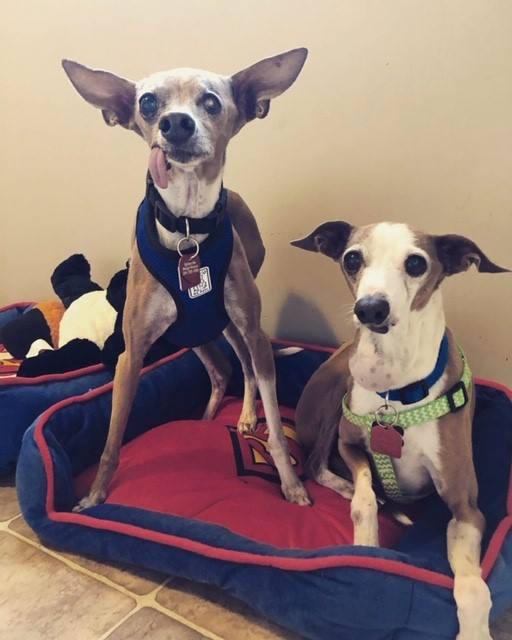 Spike (left) and Rompus (right) are looking for a new home.