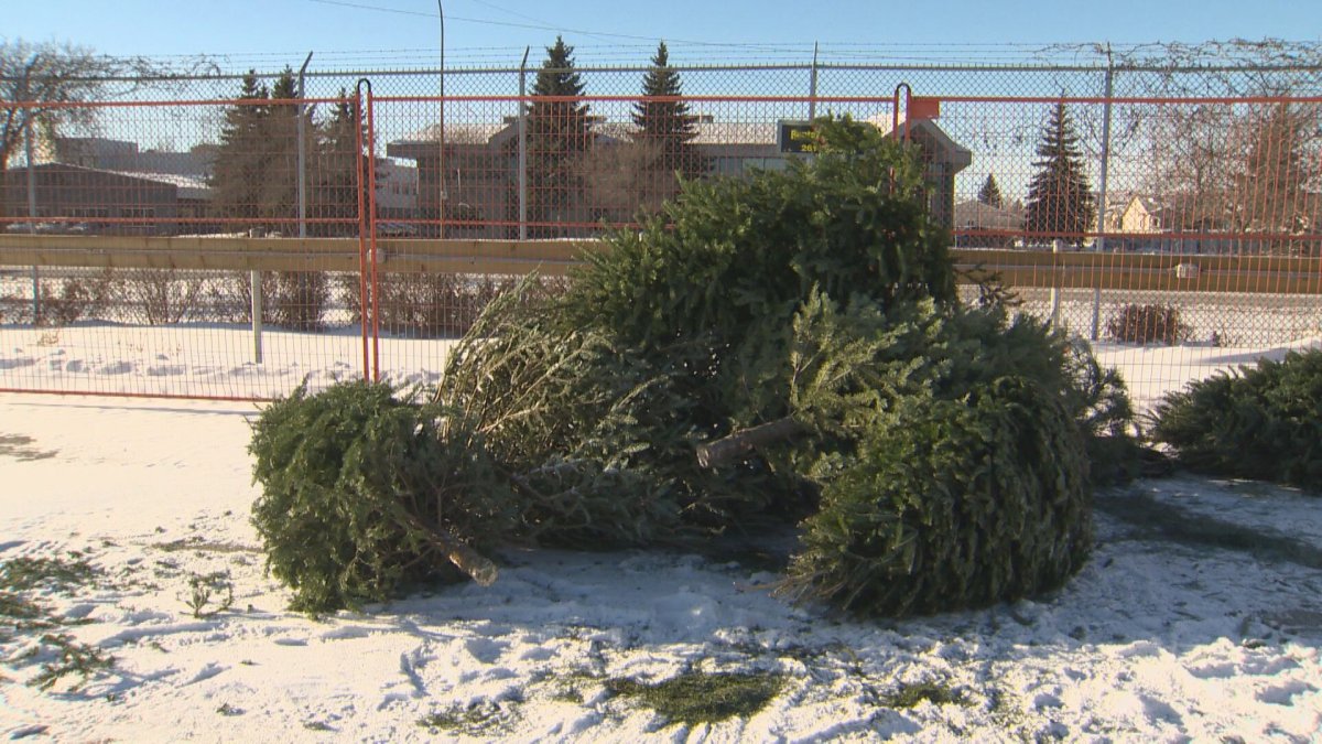 The City of Winnipeg has several spots open to dispose of Christmas trees. 