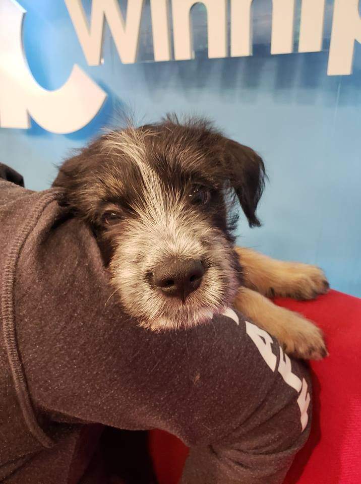 Bones spent part of the morning on Adopt A Pal looking for his new home.