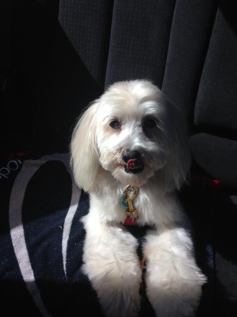 Gary Lok’s 13-year-old Maltipoo, Brandy.