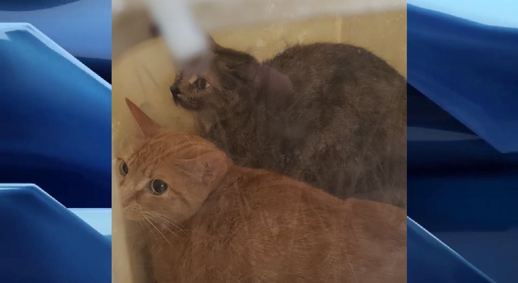 The cats were found abandoned in a ditch inside two litter boxes that had been taped together.