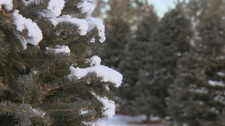 A photo of the Christmas tree farm near Kenaston in December 2018.