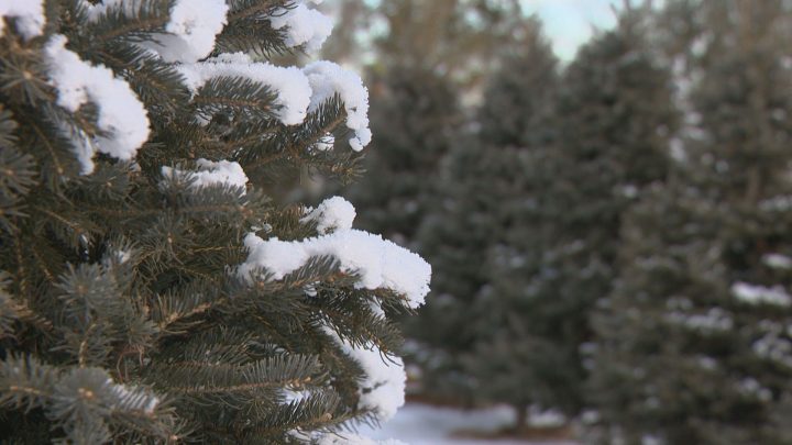 Brown Christmas in the cards for Regina due to warming trend - image