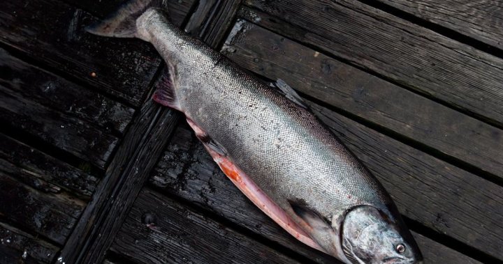 报告称，卑诗省拖网渔船意外捕获数千条大鲑鱼