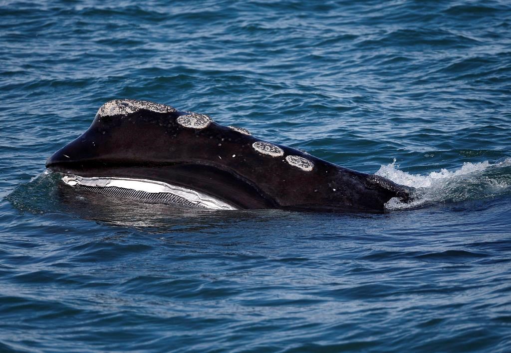 In this Wednesday March 28, 2018 photo, the baleen is visible on a North Atlantic right whale as it feeds on the surface of Cape Cod bay off the coast of Plymouth, Mass.