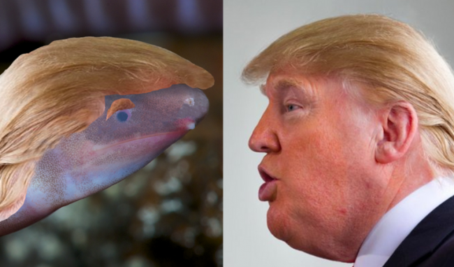 EnviroBuild imagines U.S. President Donald Trump's hair and eyebrows on a close-up of the newly discovered amphibian Dermophis donaldtrumpi.