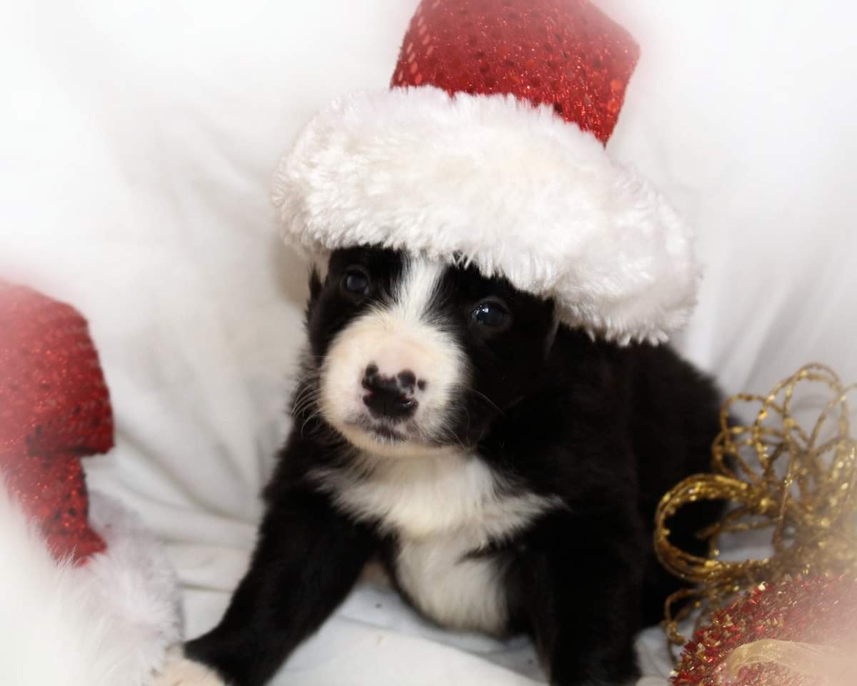 Winnipeg animal rescue ends up with ‘two-four’ of feral dogs - image