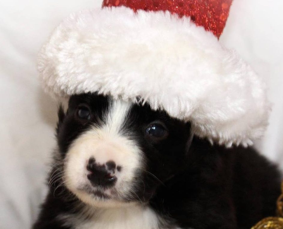 One of the puppies gets into the Christmas spirit.