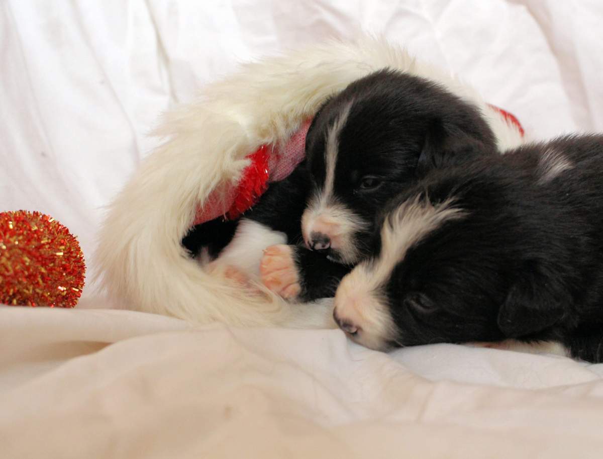 Two of the 24 puppies.