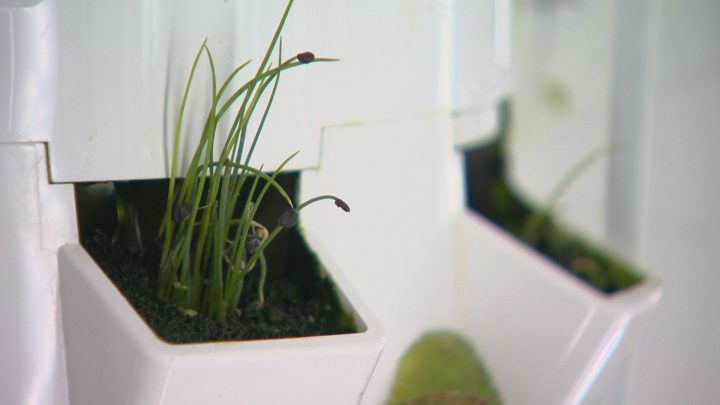 Herbs, such as chives, can be grown with the Farm Boys automation technology.