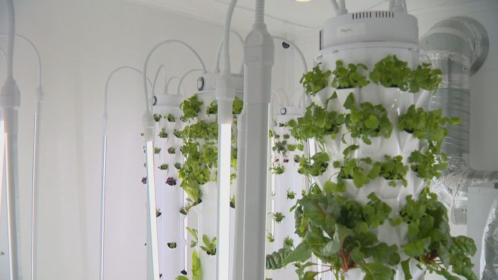 Leafy greens, microgreens and herbs are growing in the AeroPod prototype.