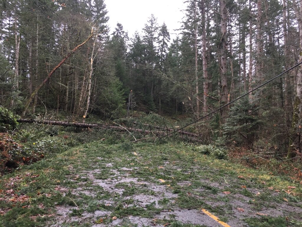 Downed trees and power lines on Gabriola Island.