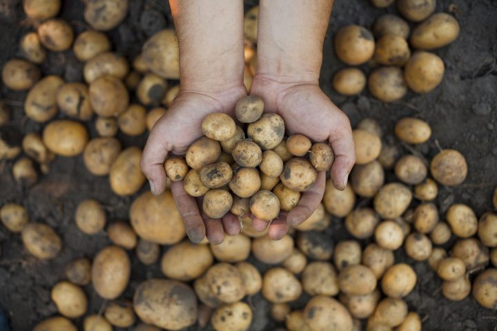Keystone Potato Producers say roughly 25 per cent of this year's crop is unharvestable.