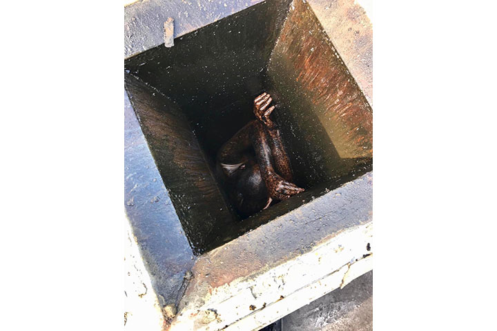 A California man had to be rescued after becoming wedged in a Chinese food restaurant grease vent for nearly two days.