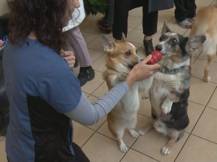 Kali’s Wish Cancer Foundation, a Calgary non-profit that supports families facing pet cancer, delivered 300 KONG toys to the city’s two veterinary oncology hospitals on Wednesday.