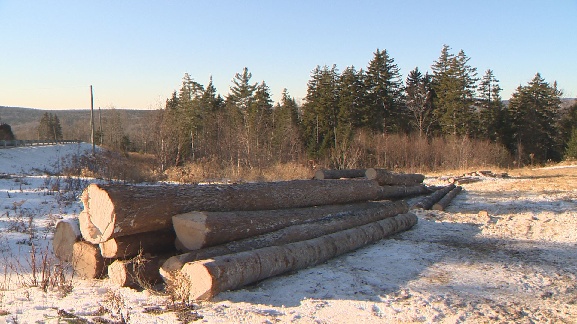 Lumber supports won’t ‘make any difference,’ New Brunswick industry insider says