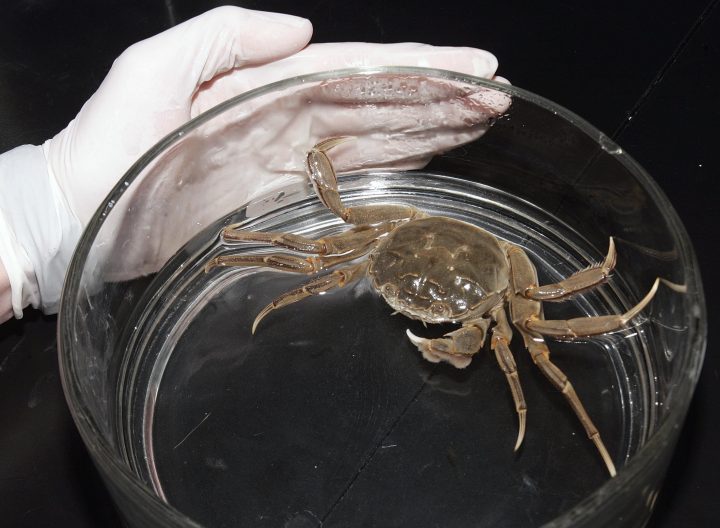 A Chinese mitten crab (Eriocheir sinensis) is seen inside a bowl at the Aquarium Park of Quebec Friday, Dec. 3, 2004, in Quebec City.
