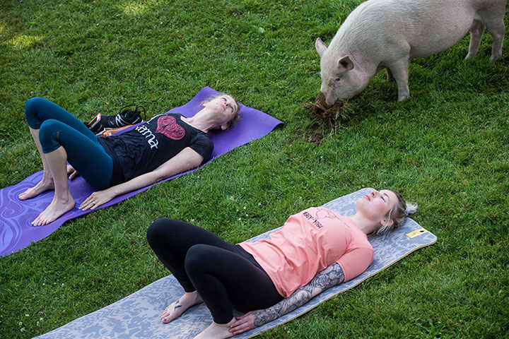Women participate in a yoga session with pigs during a charity fundraiser at The Happy Herd Farm Sanctuary, in Aldergrove, B.C., on Sunday June 24, 2018.