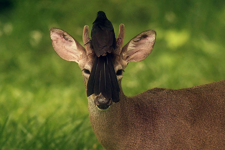 A bird rests on the head of a white-tailed deer roaming free in San Jose Villanueva, on May 21, 2018.