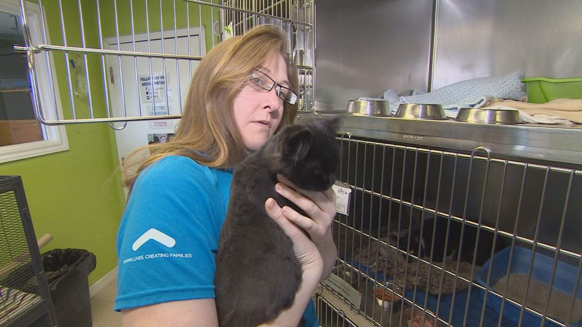Heather Woodin holds one of the cats available for adoption at the Nova Scotia SPCA.
