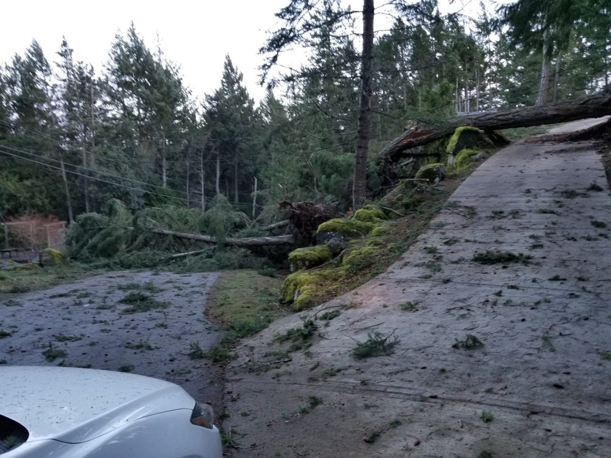 Police say upwards of 50 trees have been toppled on Pender Island. 