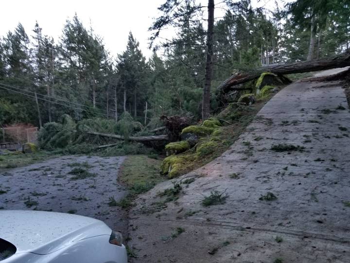 Damage on Pender Island. Taken Thursday, Dec. 20. Melody Pender / Pender Island Forum