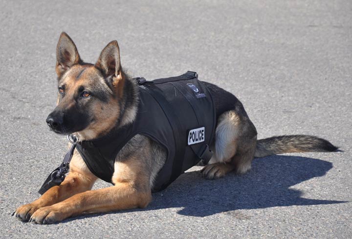 TPD unveils Magnum, a police dog mascot named for Cpl. Jason Harwood's K-9  partner