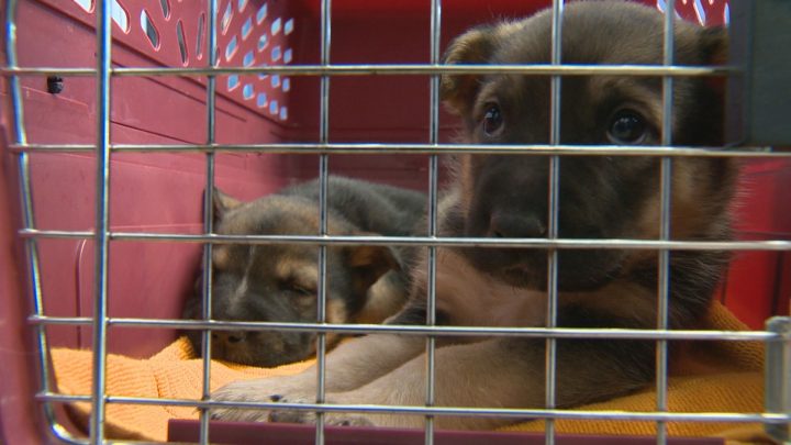 Two puppies abandoned in a Calgary Costco parking lot last month have been adopted.