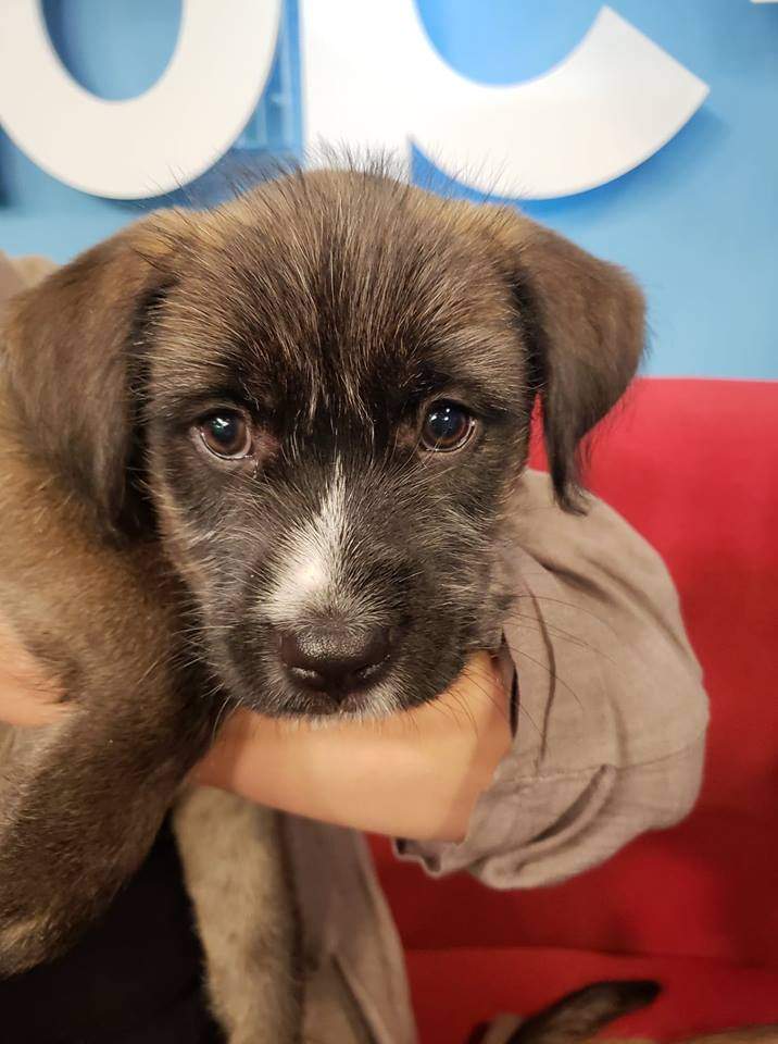 Salem is ready to find her new home in order to have a good nap.
