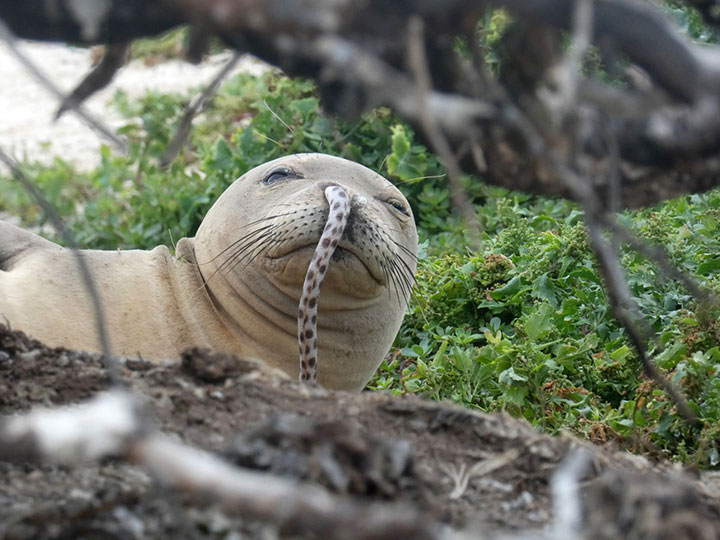 A juvenile Hawaiian monk seal was found with a spotted eel in its nose at French Frigate Shoals in the Northwestern Hawaiian Islands.