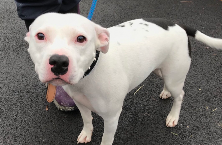 This is an image of the dog, which animal rescuers have named Snoop