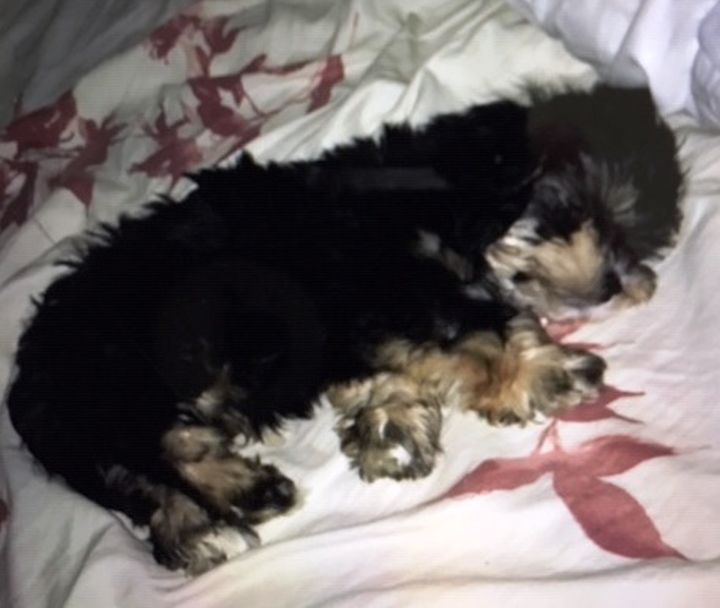 Police say Milo the three-month-old Havanese was stolen from a house in the area of 116 Avenue and 95 Street Thursday, Dec. 20, 2018.