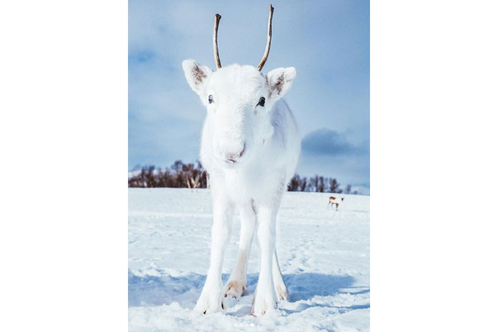 Mads Nordsveen / Instagram