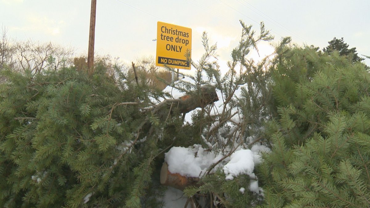 There are Christmas tree drop-off locations around the Central Okanagan. The used trees will be chipped and used to make a gardening product called "Glen Grow.".
