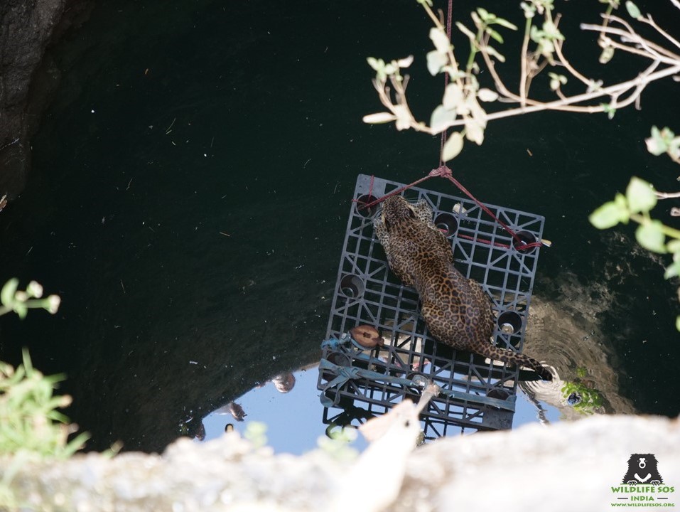 The leopard rests on a platform before being rescued.