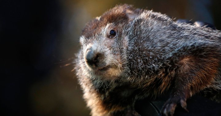 Canada’s groundhogs to make their 2022 seasonal predictions in virtual broadcasts
