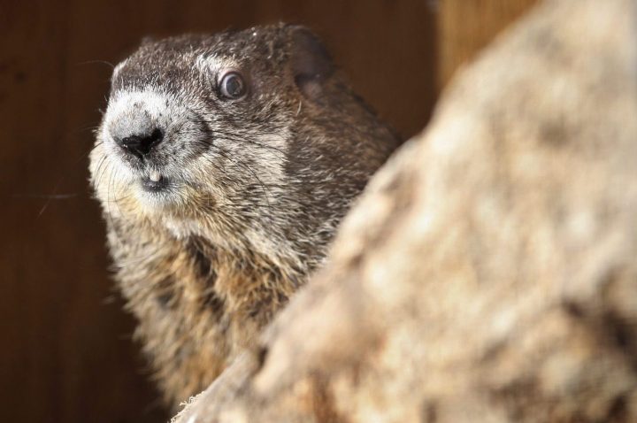 Harley the groundhog pokes her head into the sunshine lighting her containment area and sees her shadow at the Blue Ridge Wildlife Center in Boyce, Va. on Groundhog Day Friday, Feb. 2, 2018. 