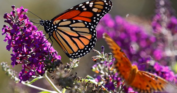 Wintering monarch butterfly population booms with 144 per cent increase ...