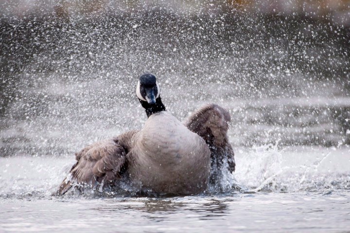 Geese not goosing away? It’s not the warmth, it’s the water, expert says