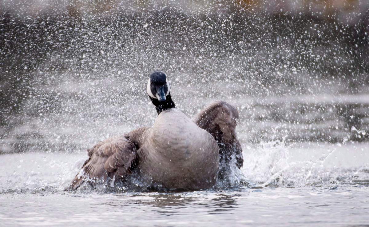 "They don't leave because it's cold, they leave because it's cold enough to freeze the water," said Barret Miller, manager at Fort Whyte Alive in Winnipeg.