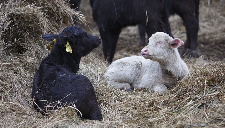 Leader RCMP are searching for a suspect after 21 calves were allegedly stolen from a rural property.