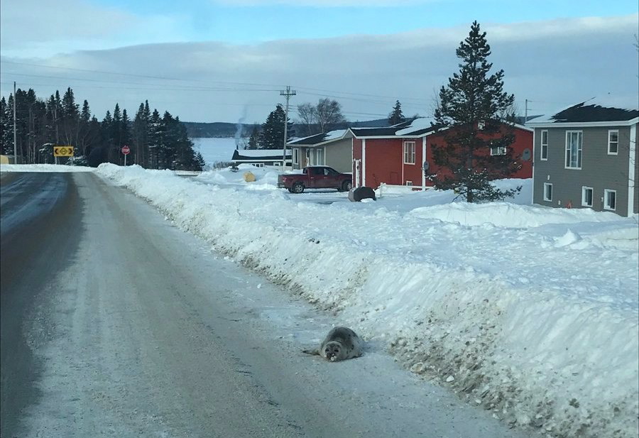 A seal is shown on a road in Roddickton, N.L. in a handout photo. Seals have been swarming the streets of a northern Newfoundland town, with residents fearing for the animals' safety.  